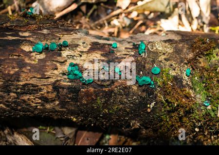 Chlorociboria aeruginascens, noto anche come fungo Green Wood Cup, su un ramo di albero morto nel parco municipale di Ronda a Sao Francisco de Paula, Brasile Foto Stock