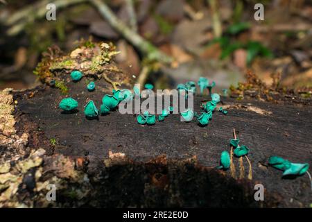 Chlorociboria aeruginascens, noto anche come fungo Green Wood Cup, su un ramo di albero morto nel parco municipale di Ronda a Sao Francisco de Paula, Brasile Foto Stock