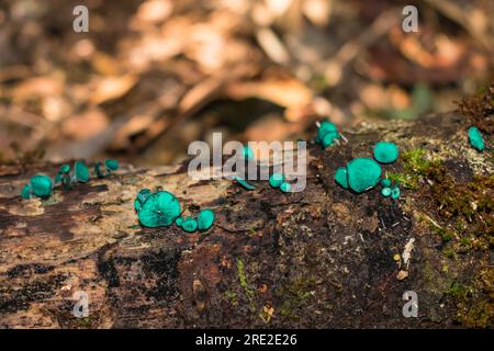 Chlorociboria aeruginascens, noto anche come fungo Green Wood Cup, su un ramo di albero morto nel parco municipale di Ronda a Sao Francisco de Paula, Brasile Foto Stock