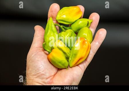 Gruppo di peperoni piccanti (Capsicum chinense Adjuma) a fuoco selettivo e dettaglio fine 'pimenta de cheiro' Foto Stock