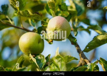 Mele fresche. Mela con mele mature, fresche, verdi e rosse. Frutta fresca appesa ad un albero. Cibo orcanico. Mele deliziose. Foto Stock