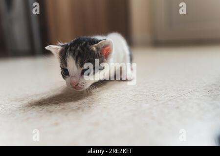 Piccolo gattino con orecchie graziose che si annaffiano su un pavimento punteggiato beige. Sfondo neutro. Primo piano medio per interni. Concetto di animale domestico. Foto di alta qualità Foto Stock