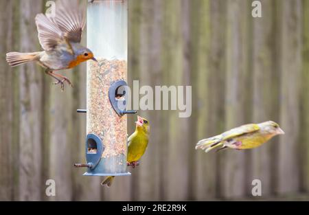 Robin e verdeggianti su un alimentatore di uccelli in un giardino britannico, Regno Unito. Robin mostra un tipico comportamento territoriale aggressivo. Foto Stock