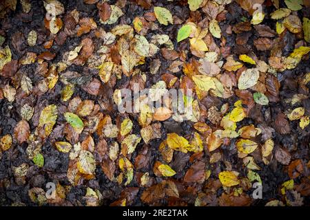 Foglie autunnali a terra, foglie cadute modello a telaio completo, texture o sfondo, pavimento forestale britannico Foto Stock