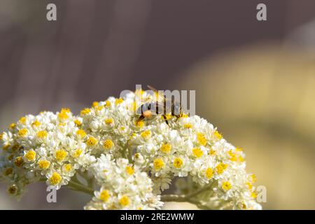 Api mellifera capensis (Apis mellifera capensis) che raccolgono polline sui fiori eterni Foto Stock