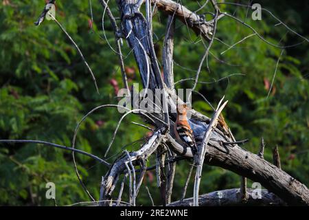 Felpa con cappuccio africana arroccata sull'albero caduto (Upupa africana) Foto Stock