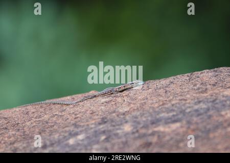 Lizard Basking piatto comune su roccia di granito (Platysaurus intermedius) Foto Stock