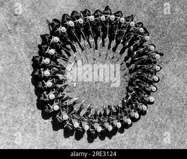 Canada: c. 1960 membri della Royal Canadian Mounted Police formano una formazione circolare. Foto Stock