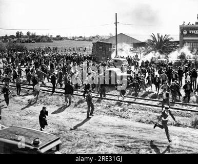 Stockton, California: 23 aprile 1937. I lavoratori delle conserviere si scontrano con un carico di spinaci trasportati nella nuova conserviera riaperta. Più di 50 persone sono rimaste ferite, tra cui un certo numero di donne, e decine di altre hanno sofferto per gli effetti del gas lacrimogeno. Foto Stock