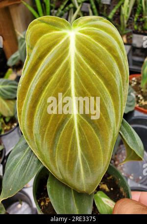 Una foglia vibrante e vellutata di Philodendron Melanochrysum Black Gold Foto Stock