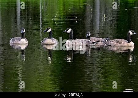 Famiglia Canada Goose (Branta canadensis); nuoto in una diga di castori nella rurale Alberta Canada Foto Stock