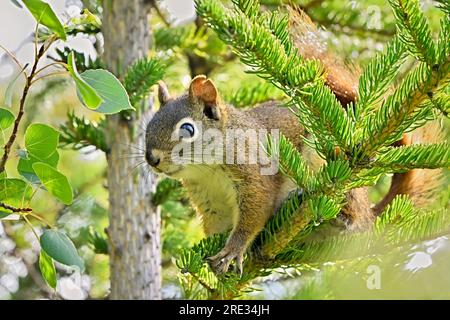 A red squirrel " Tamiasciurus hudsonicus", hiding in a small spruce tree in his woodland habitat Foto Stock