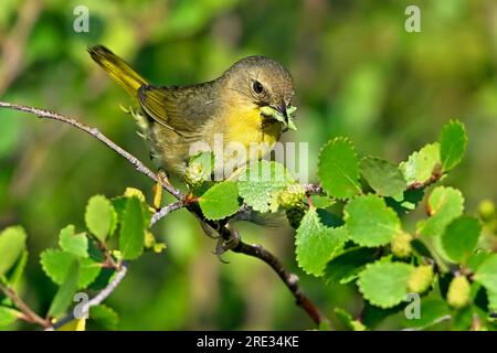 Una comune femmina di Gola gialla "Geothlypis trichas", che raccoglie insetti per nutrire i suoi pulcini nel suo habitat boschivo Foto Stock