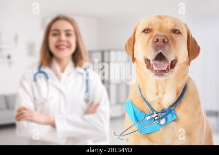 Cane carino con maschera medica e stetoscopio in clinica veterinaria Foto Stock