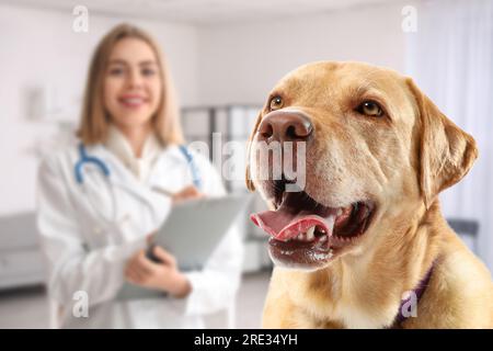 Simpatico cane Labrador in clinica veterinaria Foto Stock