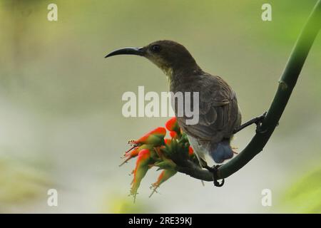 una femmina di uccello solare viola (cinnyris asiaticus) che si arrocca sul ramo degli alberi, nella foresta tropicale in india in estate Foto Stock