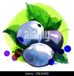 Tre frutti di prugna. Inchiostro disegnato a mano e acquerello su carta Foto Stock