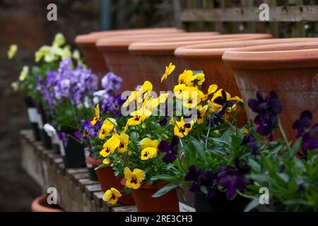 Coltivava piante di Pansy su palco davanti a vasi di terracotta più grandi Foto Stock