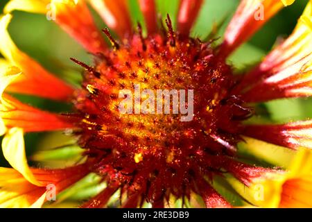 Fiori rossi di gaillardia nel macro giardino primo piano (nessuna messa a fuoco, bokeh) riavvio Foto Stock