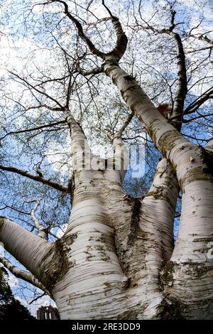 Obiettivo fisheye girato guardando in alto attraverso l' albero di betulla di carta [ Betula papyrifera ] Foto Stock