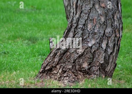 Il picchio si trova su un tronco di albero. Un picchio ottiene cibo su un grande albero in primavera Foto Stock