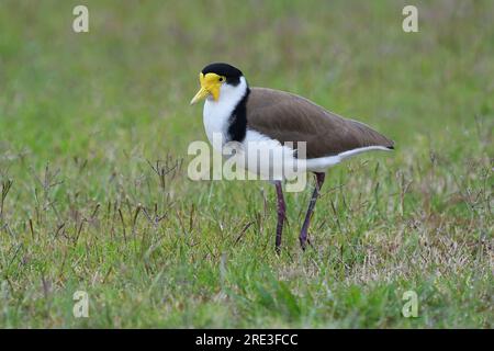 Un adulto australiano Masked Lapwing -Vanellus Miles, novaehollandiae- uccello in luce sovrafusa, camminando in erba corta in cerca di cibo Foto Stock