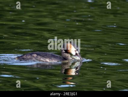 Il grande Crested Grebe con Pike Foto Stock