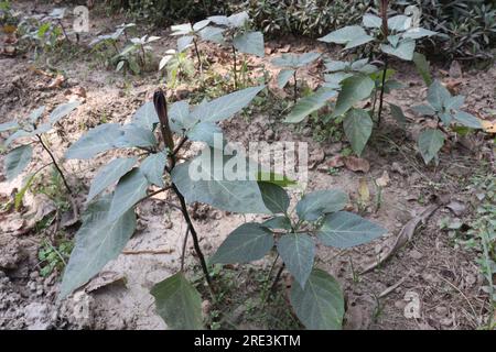 Datura metel Tree pianta in fattoria per necessità mediche Foto Stock