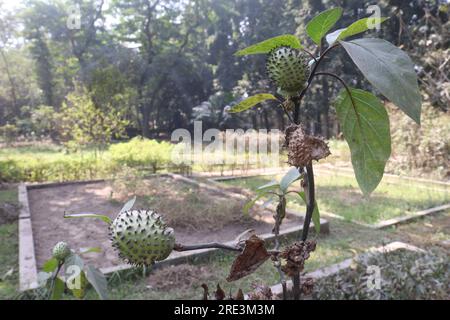 Datura metel Tree pianta in fattoria per necessità mediche Foto Stock