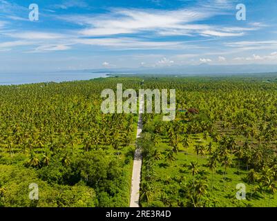 Vista aerea della strada tra la piantagione di cocco. Mindanao, Filippine. Foto Stock