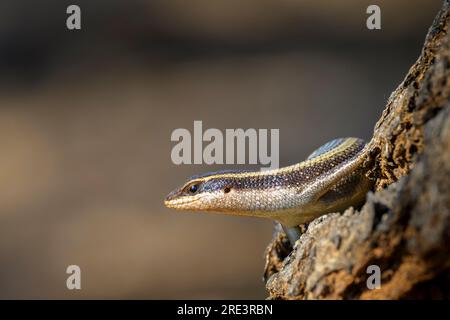 Ritratto della pelle a righe africane (Trachylepis striata), parco nazionale di Kruger, Mpumalanga, Sudafrica. Foto Stock