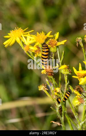 cinnabar Moth caterpillar, Tyria jacobaeae, su ragwort Plant, Jacobaea vulgaris. Foto Stock