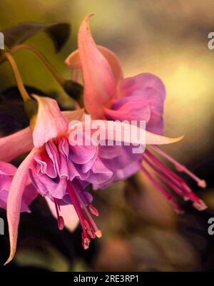 Fiori di fucsia viola rosa bellissima immagine macro romantica. Primo piano con foto di fiori di fucsia rosa lavanda Foto Stock