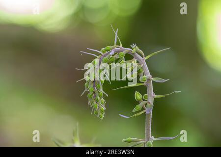 Orchidea viola elleborina (Epipactis purpurata), picco di fiori non aperto nell'habitat boschivo che mostra lo stelo viola, Hampshire, Inghilterra, Regno Unito, nel mese di luglio Foto Stock