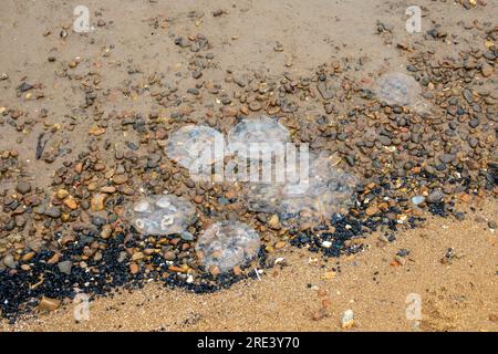 Diverse meduse comuni si sono lavate su una spiaggia di ciottoli Foto Stock