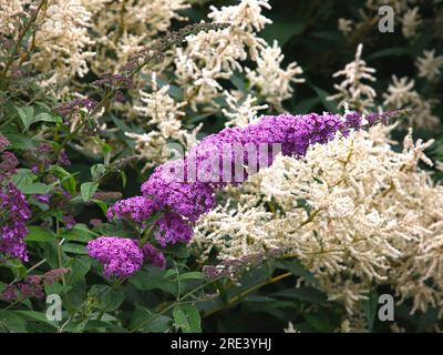 Primo piano del giardino perenne in fiore di nome francese buddleja davidii reve de papillon o cespuglio di farfalle. Foto Stock