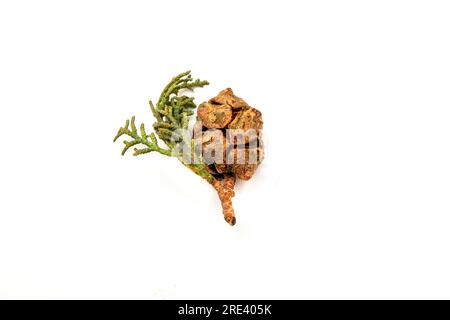 Fogliame di cipresso mediterraneo e cono su sfondo bianco Foto Stock