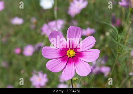 Fiori di cosmo rosa nel campo Foto Stock