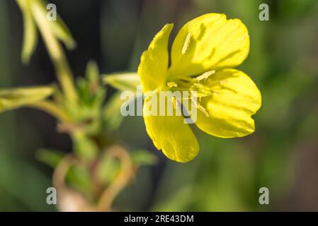 Oenothera biennis, comuni fiori gialli estivi primrose da sera primo piano fuoco selettivo Foto Stock