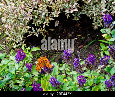 Comma Butterfly, York, Yorkshire, Inghilterra Foto Stock