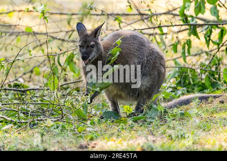 Un marsupiale wallaby di Bennett mangia un ramo con foglie, zoo in Germania Foto Stock