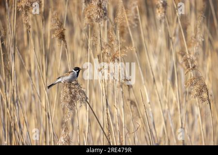 Cucciolo di canne comuni maschili seduto su canne costiere asciutte, foto naturali all'aperto Foto Stock