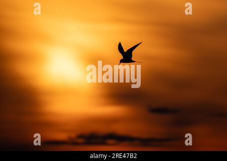 Foto della silhouette di una terna comune che vola sotto il cielo al tramonto. Sterna hirundo Foto Stock