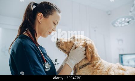 Bella veterinaria femmina che accarezza un Noble Golden Retriever Dog. Animale domestico sano in una visita di controllo in moderna clinica veterinaria con Happy Doctor Foto Stock