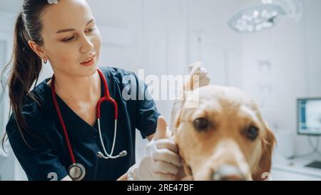 Bella veterinaria femmina che accarezza un Noble Golden Retriever Dog. Animale domestico sano in una visita di controllo in moderna clinica veterinaria con Happy Doctor Foto Stock
