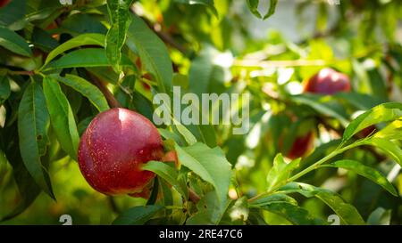 le pesche nettarine crescono sugli alberi alla luce del sole Foto Stock