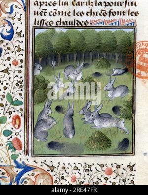 Lapins - in 'Livre de Chasse de Gaston Phoebus, Comte de Foix, Seigneur de Bearn', XIVeme siecle - Bibliotheque Mazarine - Parigi - Francia Foto Stock