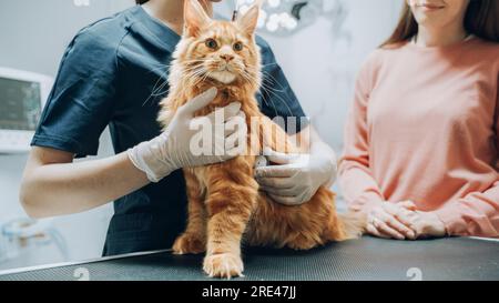 Cliente che accompagna il proprio animale domestico all'appuntamento del medico presso la clinica veterinaria. Controllo regolare dello stato degli animali domestici Foto Stock