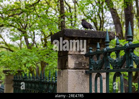 Un uccello nero comune, un piccolo uccello selvatico si trova sulla recinzione del parco Foto Stock