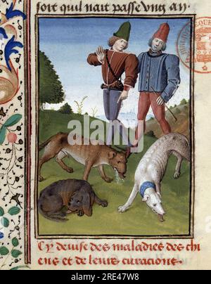 Chiens de chasse malades - in 'Livre de Chasse de Gaston Phoebus, Comte de Foix, Seigneur de Bearn', XIVeme siecle - Bibliotheque Mazarine - Parigi - Francia Foto Stock